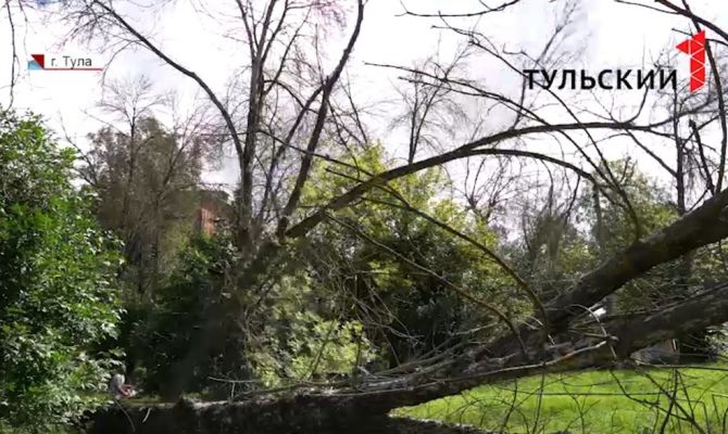 Почему в Туле спиливают зеленые деревья