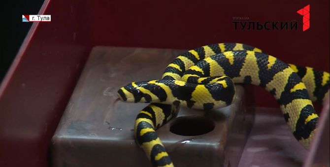 В змеином детском саду в Туле - пополнение