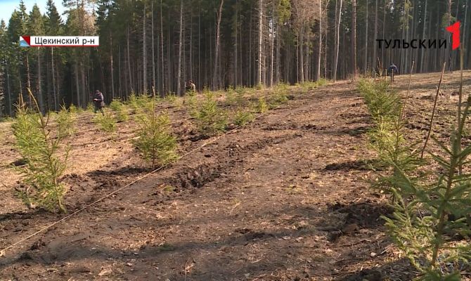 В Ясной Поляне высадили 250 молодых елей