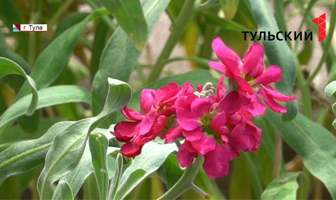 Вертикальные клумбы и старинная карета: в этом году Тулу украсят необычные композиции