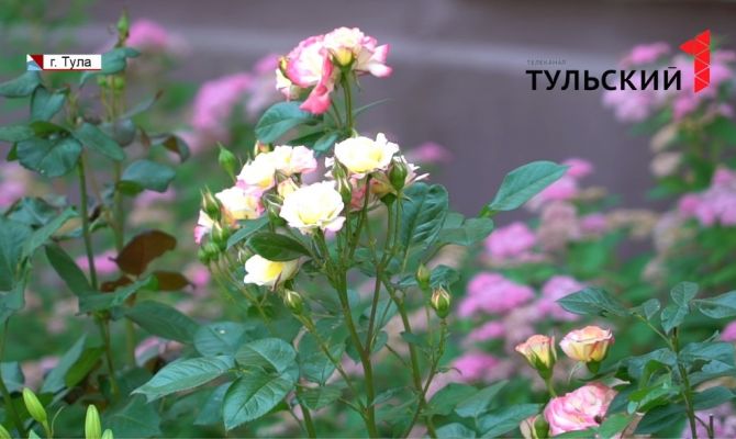 Здесь будет город-сад: туляки превратили свой двор в экзотическую оранжерею