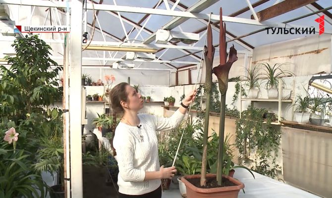 Из-за аномально теплой зимы в Ясной Поляне распустились тропические цветы