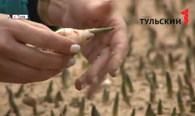 Какие сюрпризы готовят для жителей города тульские цветоводы