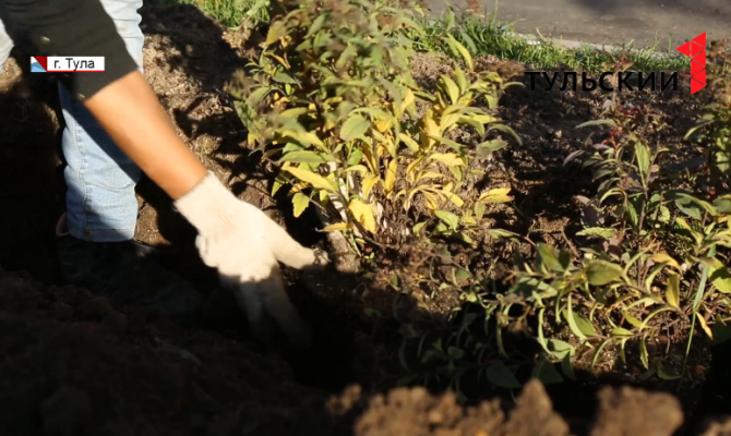 Озеленение Тулы: погода позволяет продолжить работы