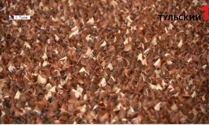 Тюльпаны посреди зимы: в Туле к 8 Марта высадили 300 тысяч цветов