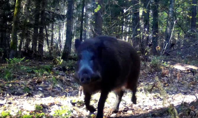 На границе Тульской области кабан заметил камеру и пришел "поздороваться"
