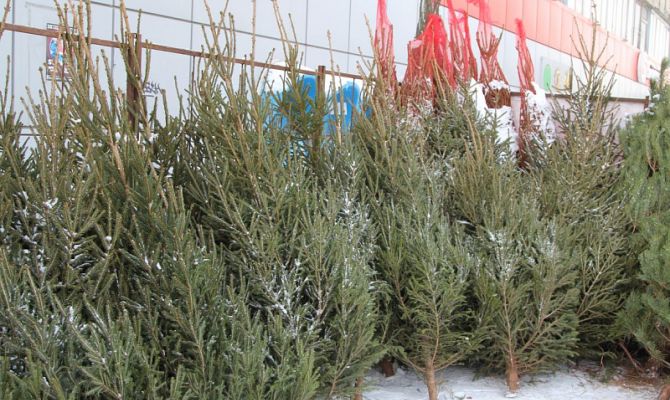 Когда в Туле откроются елочные базары
