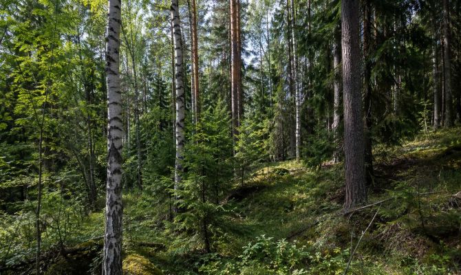 Под Суворовом почти 3 га леса продали как сельхозземлю