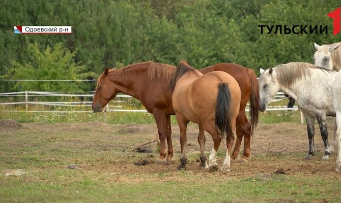 Село в Тульской области атаковал табун лошадей: жители винят хозяйку местного питомника