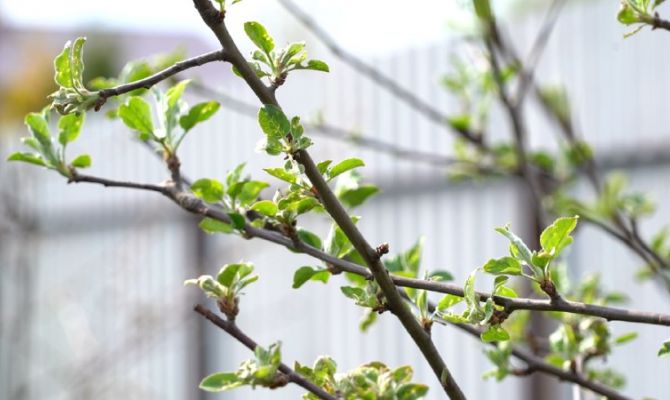 Тульские фермеры рассказали, что ждет урожай фруктов и ягод в 2023 году