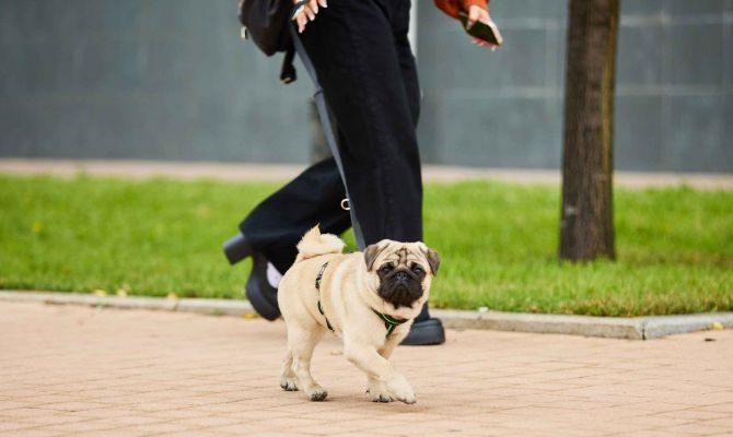 Тулякам рассказали, как подготовить собаку к массовым мероприятиям