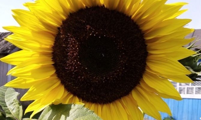 Стала известна судьба неубранных полей подсолнечника в Тульской области