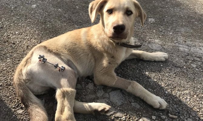 В Туле ищет дом щенок Смурфик со сломанной лапкой