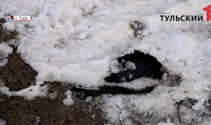 В Туле неизвестный начал отстреливать голубей и грачей: какое наказание ждет живодера