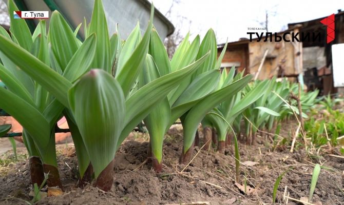 Как правильно начать дачный сезон