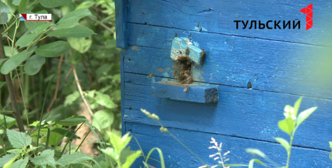 Пчел в Тульской области уничтожает смертельный препарат