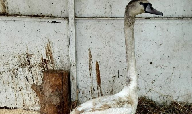 В Тепло-Огаревском районе спасли белого лебедя