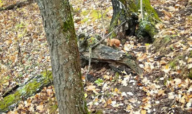 В нацпарке «Тульские засеки» обитают белки с Шиловой горы