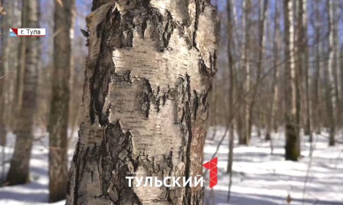 Как собрать березовый сок и не нарушить закон: советы лесника