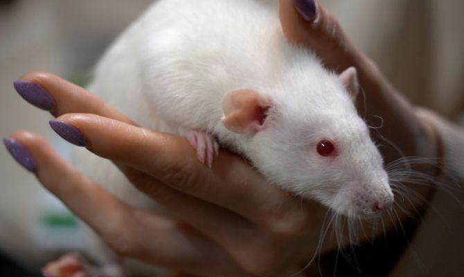 Сотрудники Тульского экзотариума развеяли мифы о крысах
