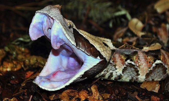 «Научное кормление» и «Ядовитые экскурсии»: экзотариум зовет туляков на День науки
