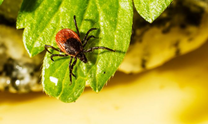 Клещи оказались переносчиками еще одной опасной болезни