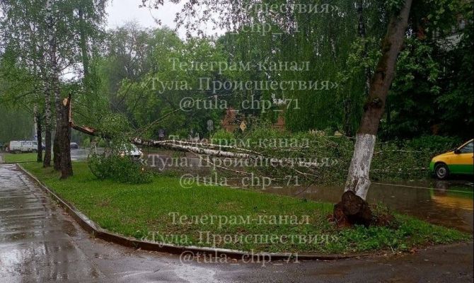 В Тульской области из-за сильного ветра начали падать деревья