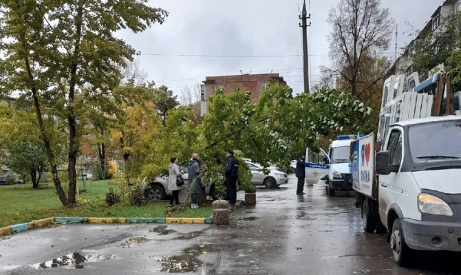 Из-за сильного ветра на улице Волоховской в Туле упало дерево