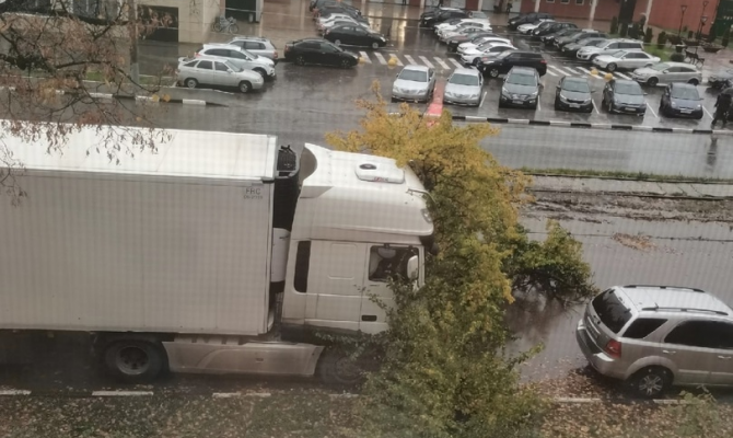 В Туле дерево упало на дорогу около патронного завода
