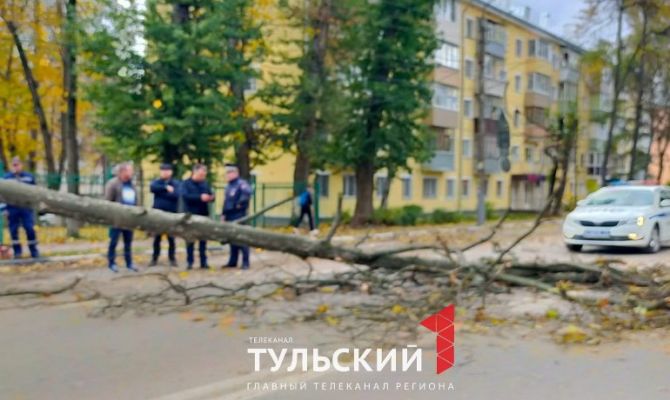 В Туле дерево упало на дорогу на улице Николая Руднева