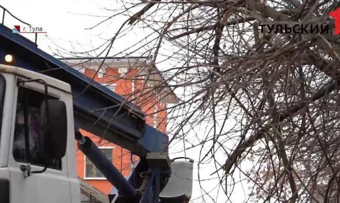 Опиловка по правилам: почему туляки не могут убрать дерево во дворе без специального обследования
