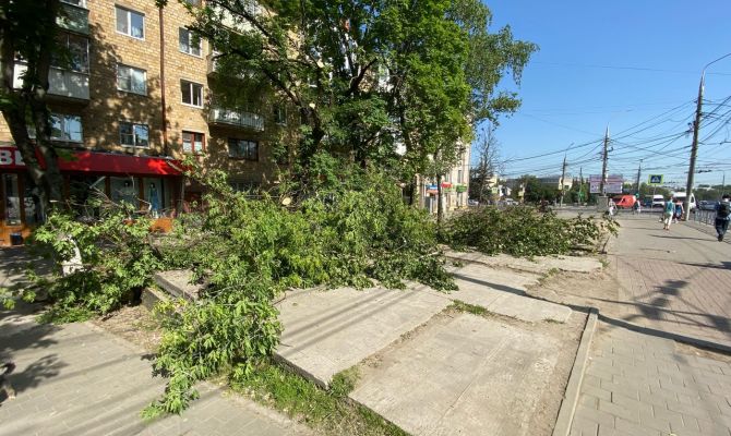 По какому принципу пилят и кронируют деревья в Туле