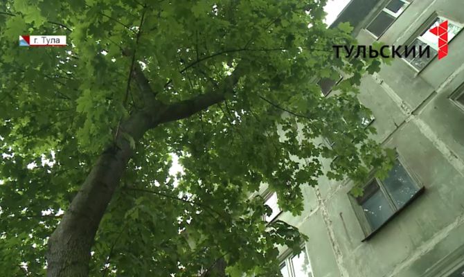 Что делать тулякам, если деревья закрывают солнечный свет в квартире