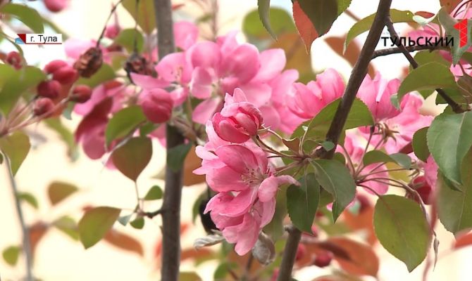 Туляк нашел необычное применение выплатам, полученным за лечение коронавирусных больных