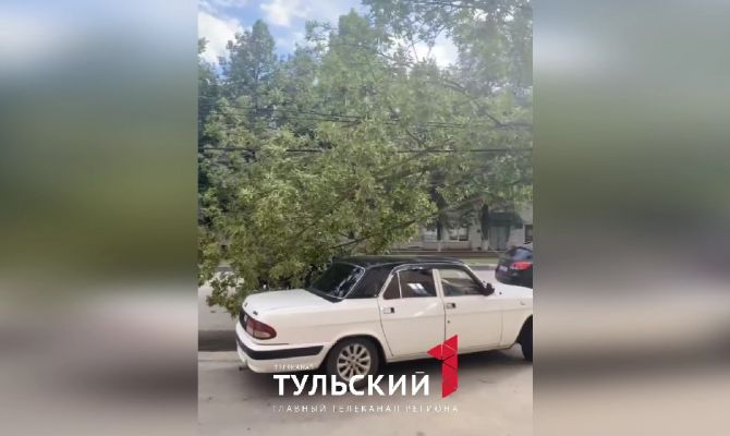 В Туле на проезжую часть по улице Волкова упало дерево