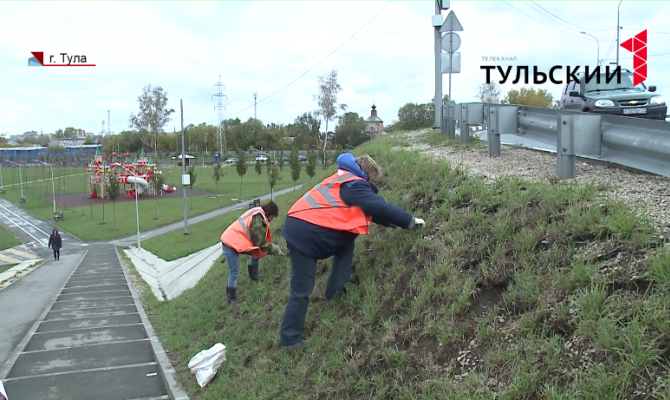 Весной на тульских улицах зацветут синие и фиолетовые крокусы