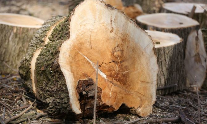В Тульском лесничестве незаконно вырубили 5 деревьев
