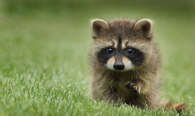 В "Чудесном" зоопарке енот Ника родила рекордное количество детенышей