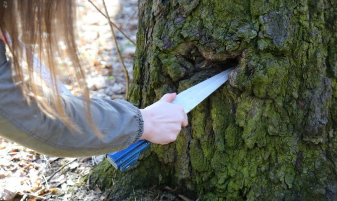 Чем болеет Центральный парк Тулы