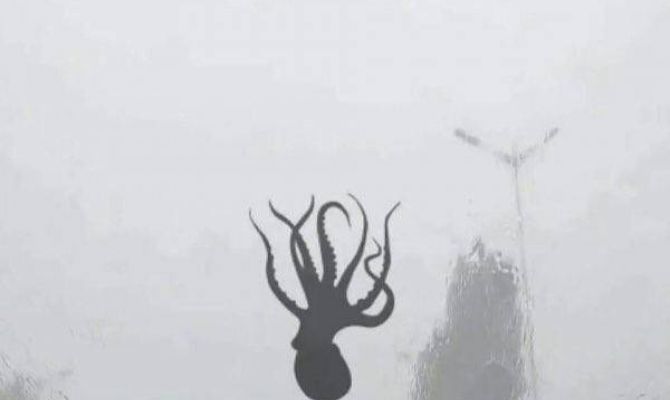 Дождь из осьминогов и морских звезд пролился над Китаем