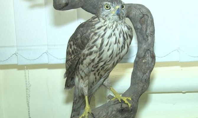 Воробьи, синицы и вороны ждут туляков в Музее Вересаева