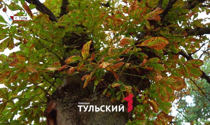Эксперты объяснили, почему в Туле летом пожелтели каштаны