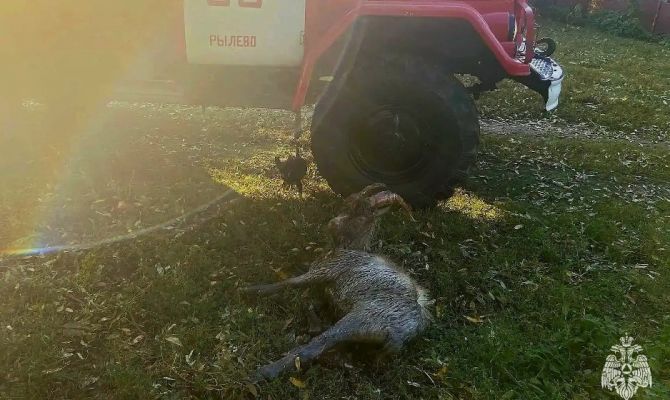 Под Одоевом спасатели вытащили козла из колодца