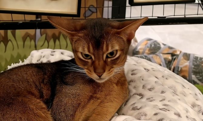 Более 439 млн рублей потратили туляки на ветеринарные услуги в 2025 году