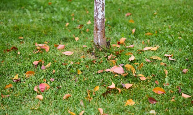 Ночью в Туле ожидается переменная облачность