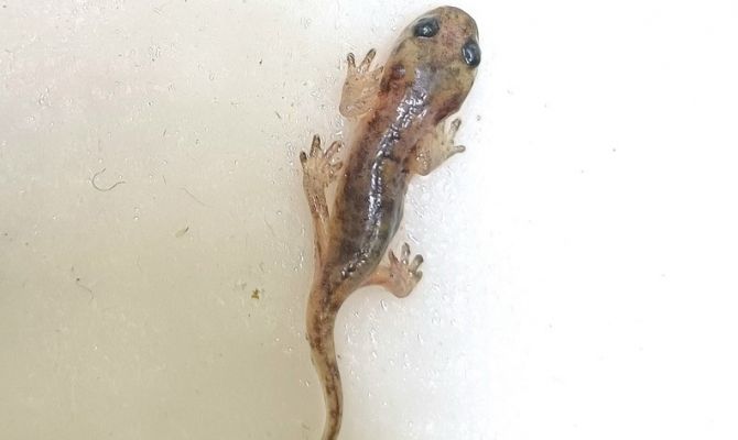 Первый в России детеныш алжирских саламандр появился на свет в Тульском экзотариуме