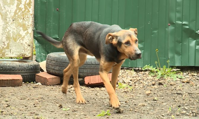 Питомцы или узники: житель Тульской области кормил своих собак картофельными очистками