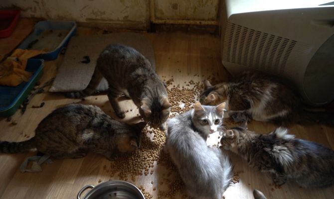В Туле хозяина 24 кошек и 1 собаки выселяют из квартиры собственники жилья