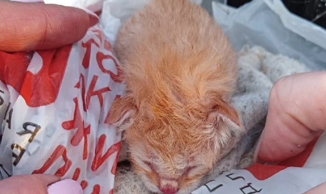 В Ефремове новорожденного котенка завязали в пакет и выкинули в мусорный бак