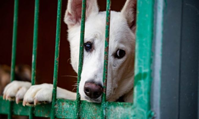 В Туле пройдет благотворительная акция "Машина добра"